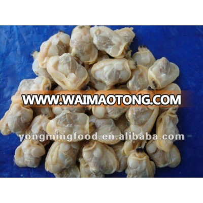 frozen and boiled short necked clam meat